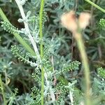 Santolina villosa Hoja