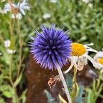 Echinops bannaticus Flor