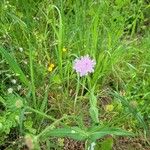 Knautia integrifolia Fula