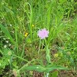 Knautia integrifolia Flower