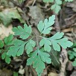 Geranium robertianumList