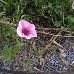 Althaea cannabina花