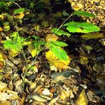 Carpinus cordata Hábito