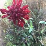 Scabiosa atropurpurea L.Flower