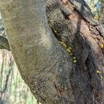 Acacia dealbata Bark
