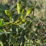 Maerua angolensis Leaf