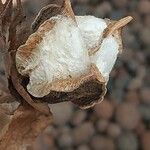 Gossypium herbaceum Mbuma