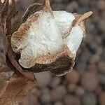 Gossypium herbaceum Fruit