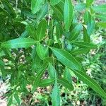 Searsia gueinzii Leaf