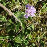 Scabiosa cinerea 花