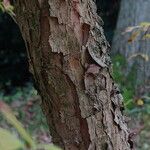 Cornus officinalis Corteza