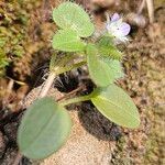 Veronica hederifolia Yaprak