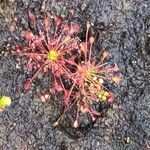 Drosera intermedia Buveinė