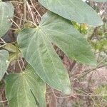 Bauhinia forficataপাতা