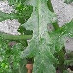 Senecio vulgaris Blad