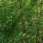 Phyllostachys flexuosa Hàbitat