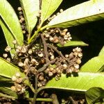 Zanthoxylum acuminatum Fruto