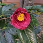 Camellia japonicaLorea