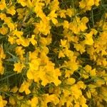 Genista lydia Lorea