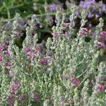 Teucrium marum Floare