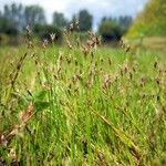 Eleocharis acicularis Hábito