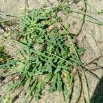 Launaea procumbens Blad