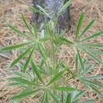 Lupinus sericeus Çiçek