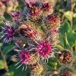 Arctium tomentosumBloem