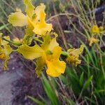 Cyrtopodium andersonii Flower