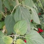 Salvia mexicana List