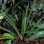 Aechmea magdalenae Leaf