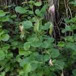Ononis rotundifolia Altres