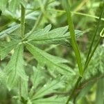 Potentilla argentea Leaf