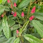 Pavonia multiflora Cvet