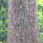 Baillonella toxisperma Bark