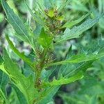 Chenopodium rubrum Цветок