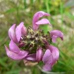 Pedicularis mixta Flower