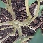 Pachystachys lutea Corteccia