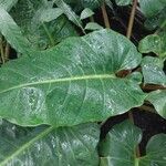 Philodendron melinonii Liść