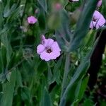 Gypsophila vaccaria Flower