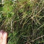 Festuca gautieri Leaf