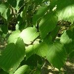 Davidia involucrata Liść