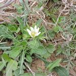 Anemone berlandieri Hàbitat