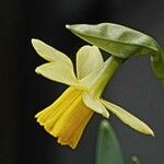 Narcissus cyclamineus Kvet