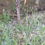 Eleocharis montana Habit
