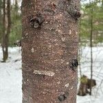 Abies balsamea 树皮