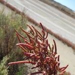 Salicornia procumbens Листок