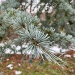 Cedrus atlantica Feuille