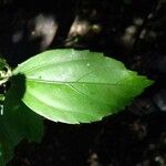 Hibiscus schizopetalus List