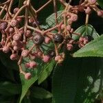 Miconia xalapensis Plod